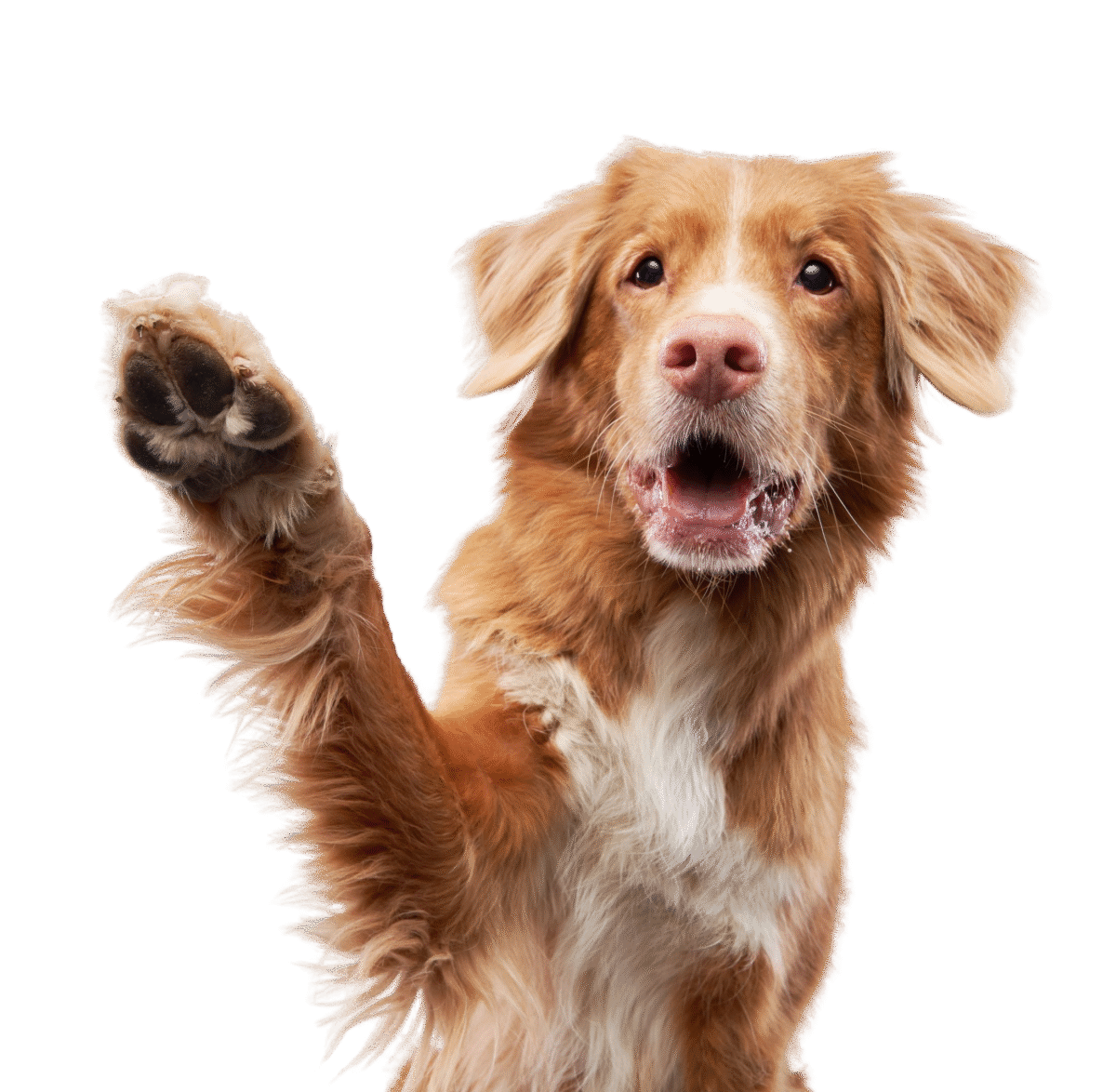 Happy Paws Pet Waste Removal Services Happy Paws Pet Waste Removal Services