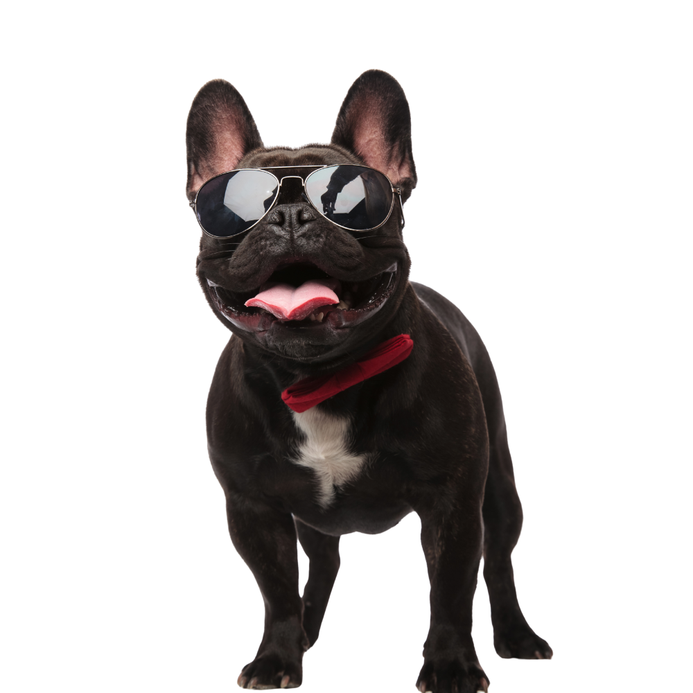 Happy Paws Advantage Happy Paws Advantage