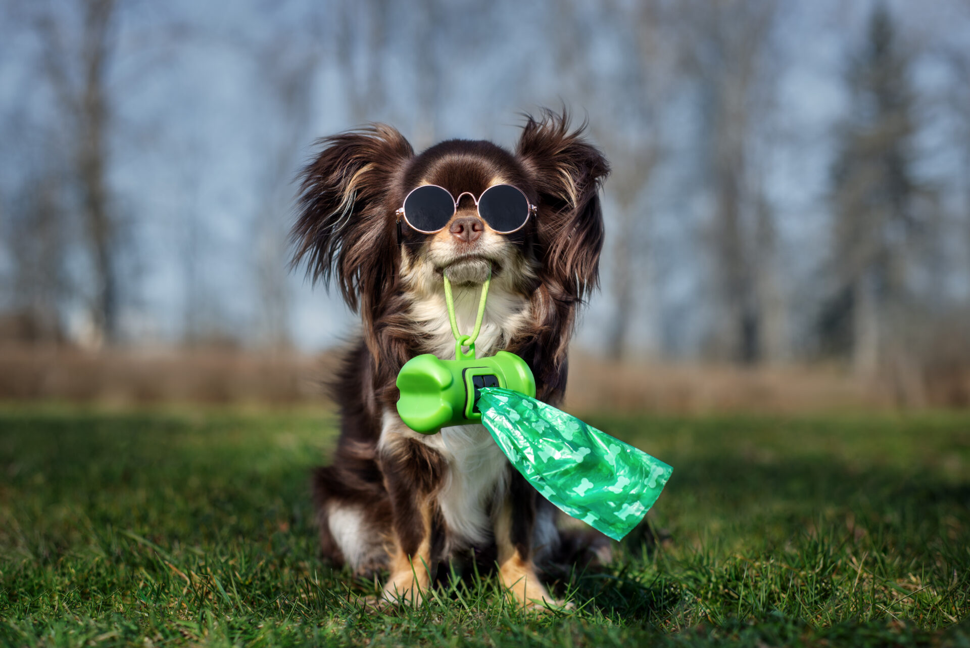 Dog Poop Scooping Service Dog Poop Scooping Service