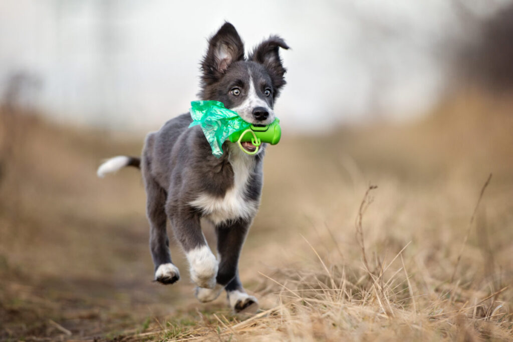 pet waste